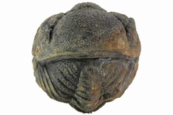 Bumpy Enrolled Morocops (Phacops) Trilobite #86414